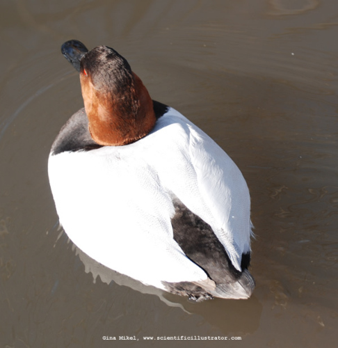 canvasback-0239-600x-scill