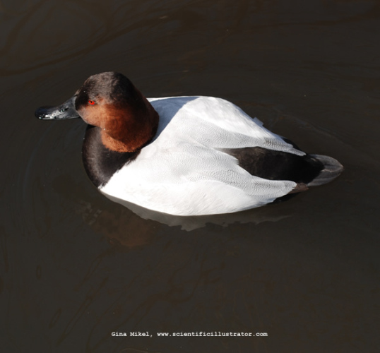 canvasback-0240-600x-scill