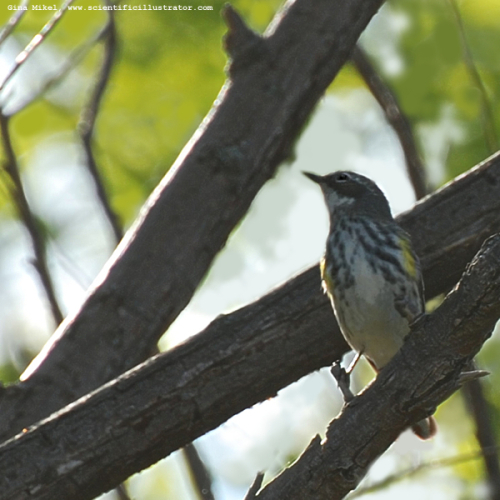 cape-may-warbler-0427-600x-scill