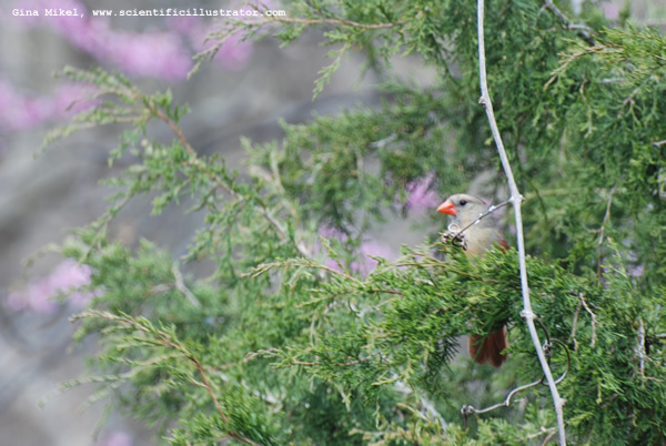 cardinal-0414-600w