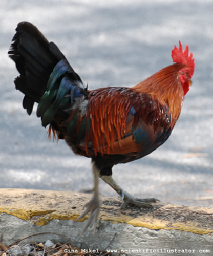 chicken-key-west-600w-13-scill
