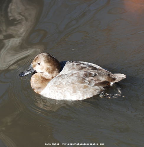 cinnamon-teal-0238-600w