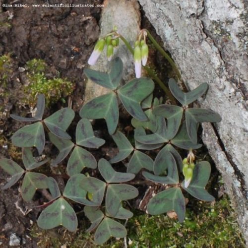 clover-trifolium-powder-valley-0314-600w