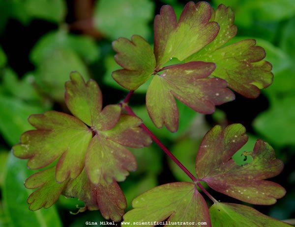 columbine-0065-600w