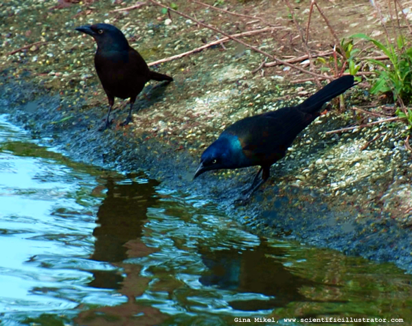 common-grackle-600w-scill-0551