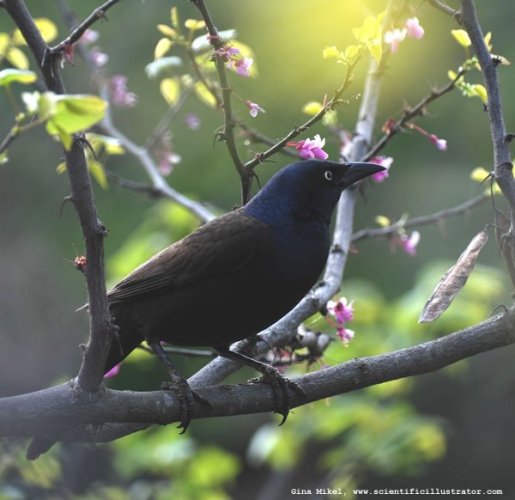 common-grackle-600w-scill-0605