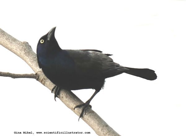 common-grackle-600w-scill-0608