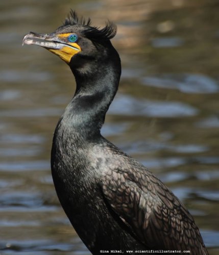 cormorant-600w-scill-0033