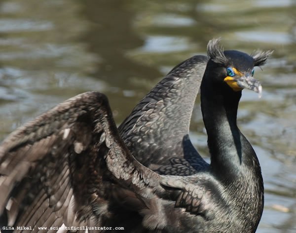 cormorant-600w-scill-0066