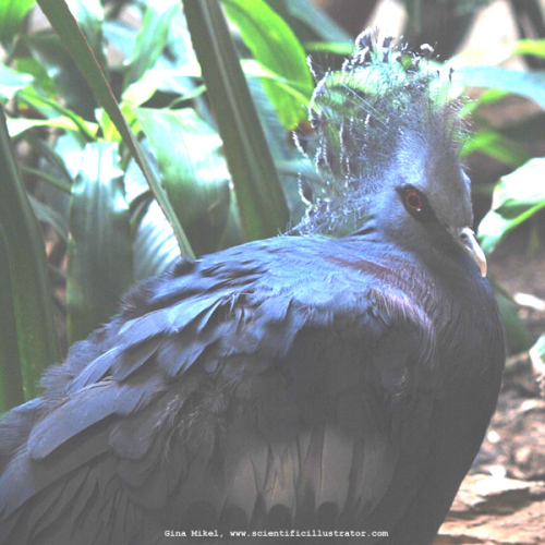 crowned-pigeon-0138-600w