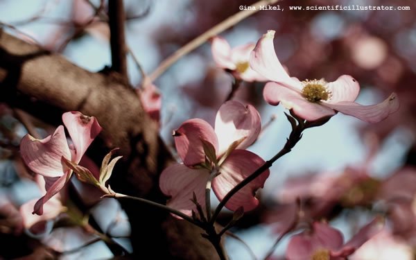 dogwood-600w-scill-0656
