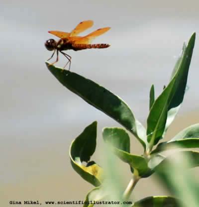 dragonfly-2-600-scill