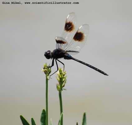 dragonfly-4-600-scill