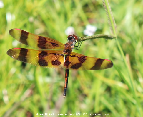 dragonfly-600w-0643-scill