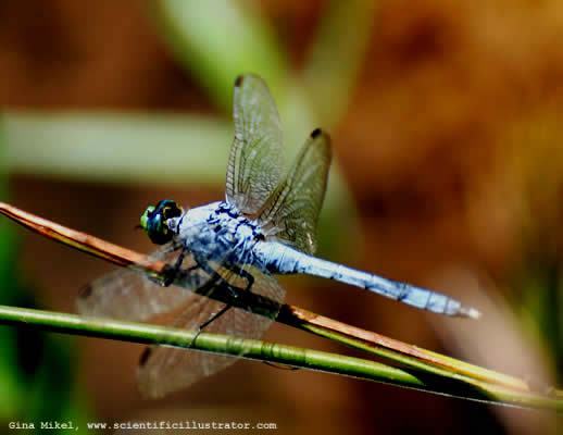 dragonfly-7-600-scill