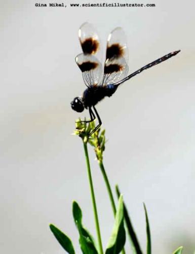 dragonfly-7a-600-scill