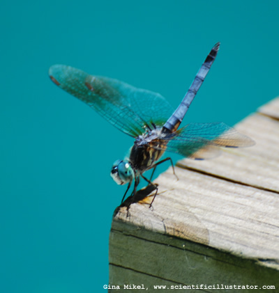 dragonfly-in-back-yard-1-600w-scill