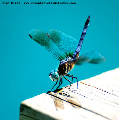 dragonfly-in-back-yard-3-600w-scill