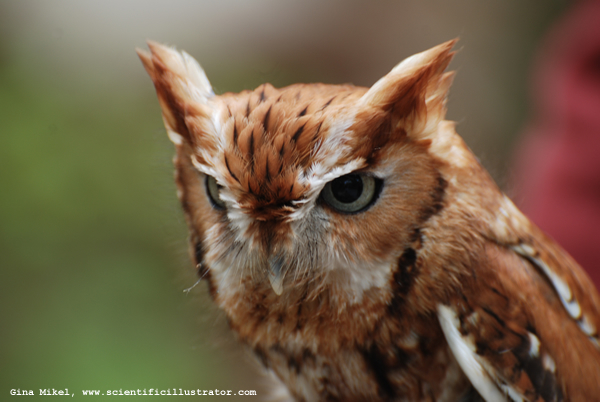eastern-screech-owl-0002-600w-scill