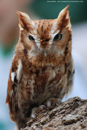 eastern-screech-owl-0009-600w-scill