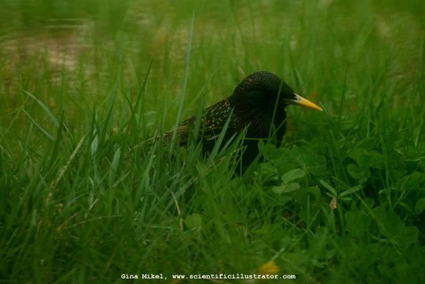european-starling-0006-600w