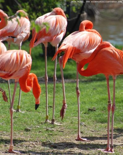 flamingos-600w-scill-0162