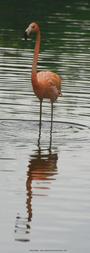 flamingos-600w-scill-0293