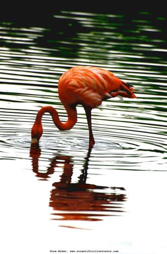 flamingos-600w-scill-0294