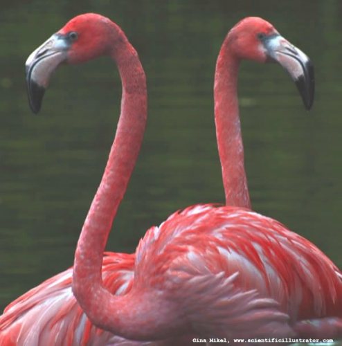 flamingos-600w-scill-0307