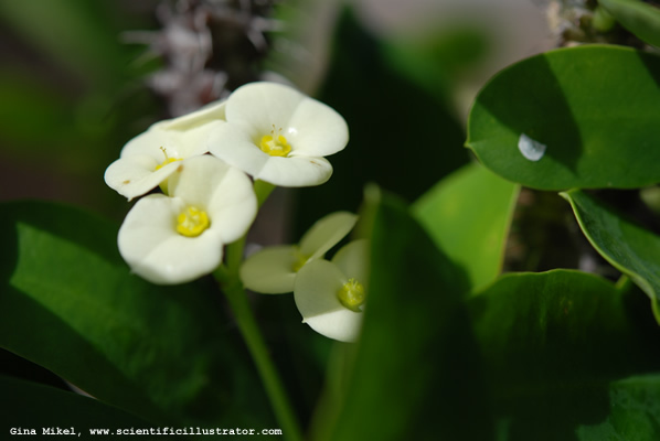 flowers-1-600w-scill