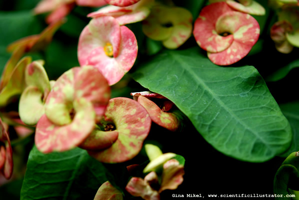 flowers-3-600w-scill
