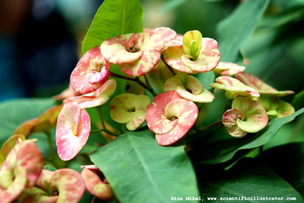 flowers-4-600w-scill