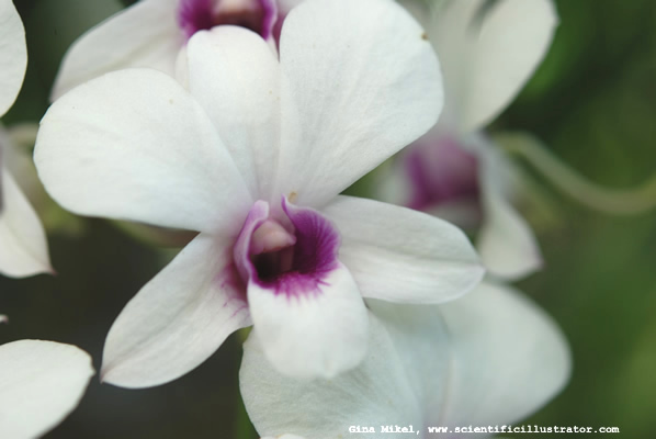 flowers-5-600w-scill