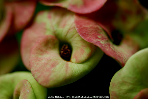 flowers-6-600w-scill