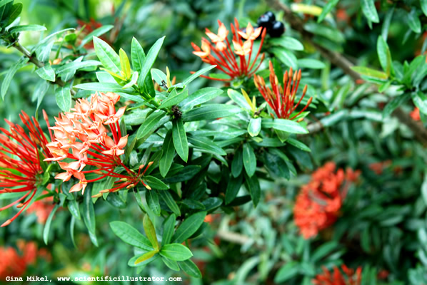 flowers-600w-0042-scill