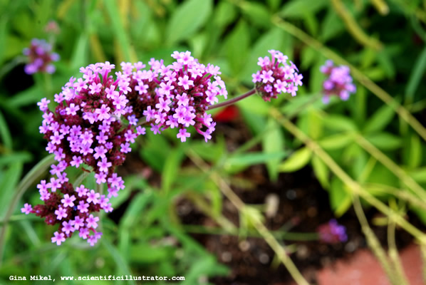 flowers-600w-0073-scill