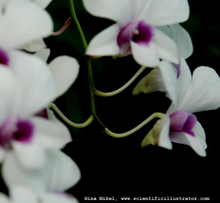 flowers-7-600w-scill
