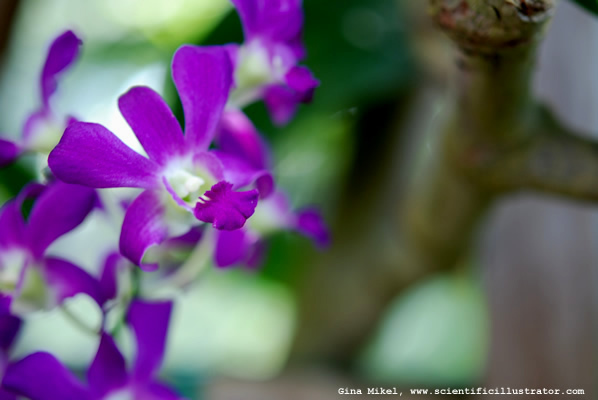 flowers-purple-2-600w-scill