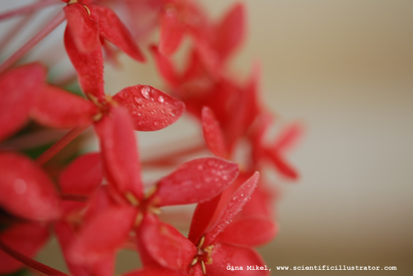 flowers-red-1-600w-scill