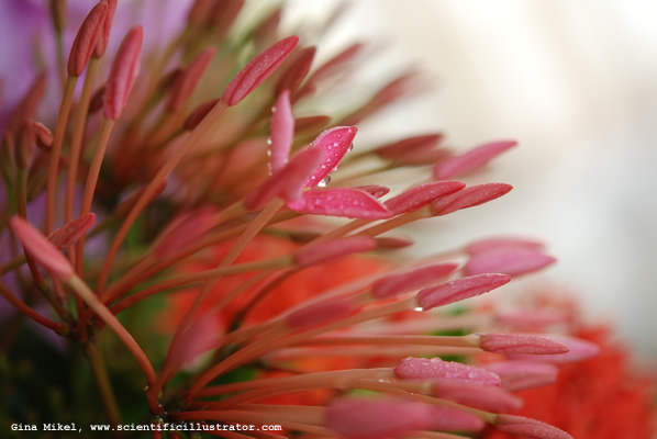 flowers-red-10-600w-scill