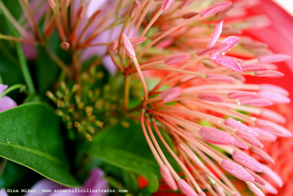 flowers-red-12-600w-scill