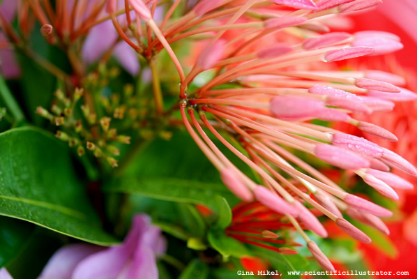 flowers-red-13-600w-scill