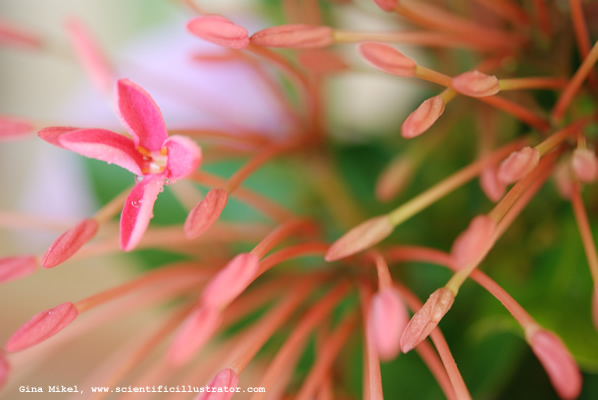 flowers-red-2-600w-scill