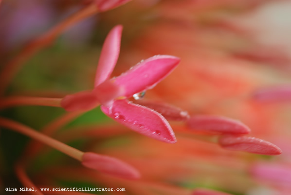 flowers-red-3-600w-scill