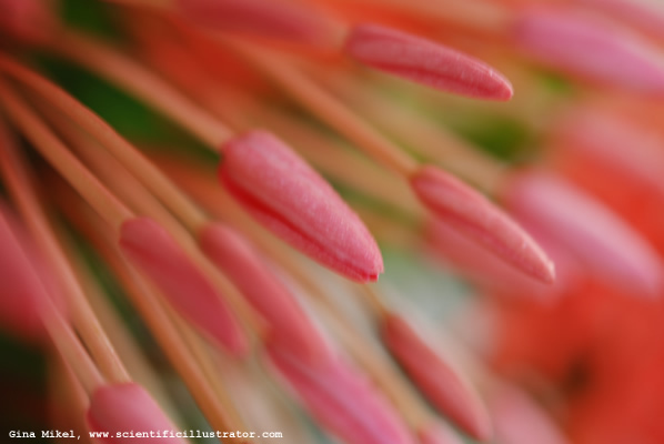 flowers-red-4-600w-scill