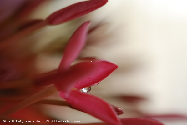 flowers-red-5-600w-scill
