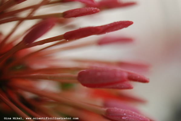 flowers-red-7-600w-scill