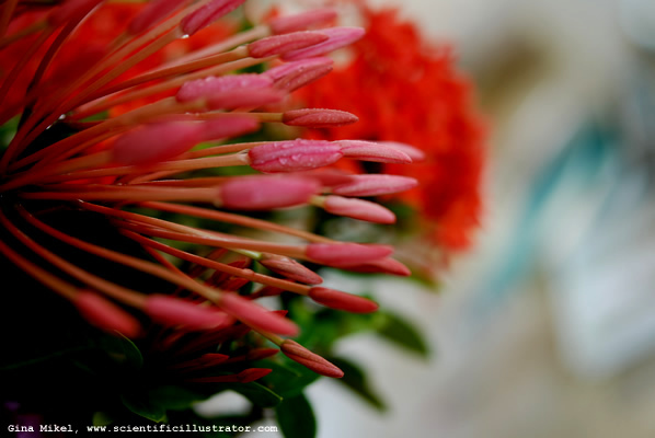 flowers-red-8-600w-scill