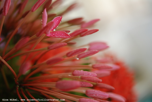 flowers-red-9-600w-scill