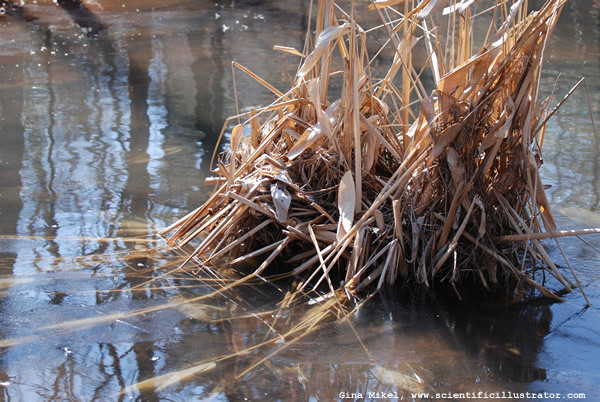grasses-0244-600w
